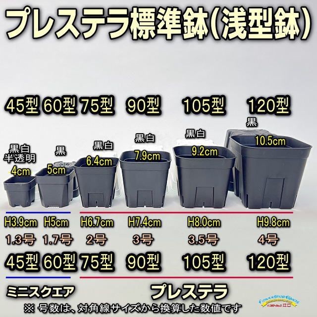 プレステラ75型より小さな1.7号ミニスリット深鉢55型(スリット鉢)☆高