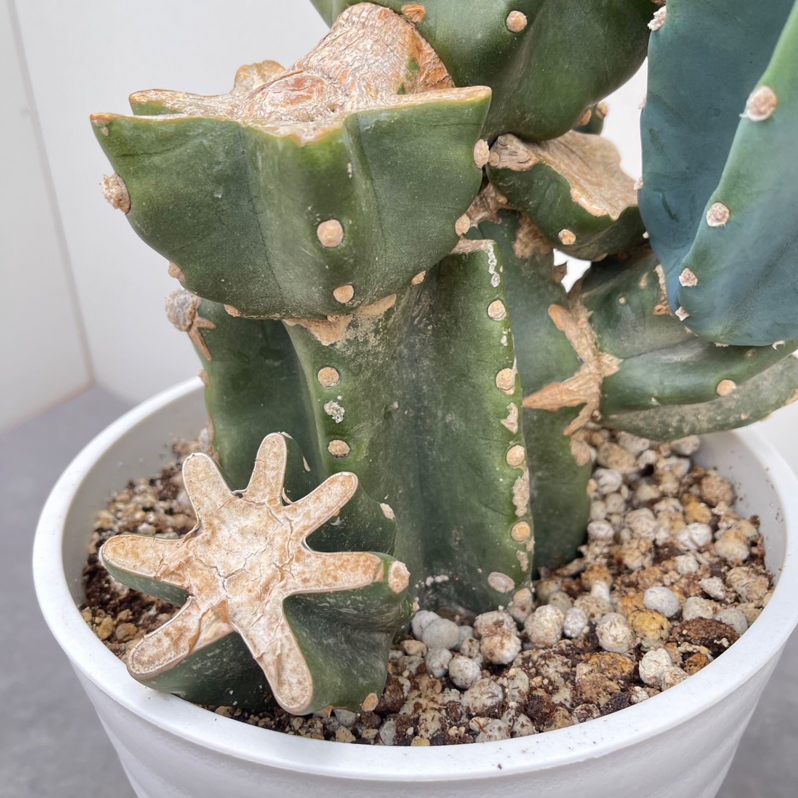 柱サボテン ブランチ 19【現品】観葉植物 室内 ドライガーデン 大型