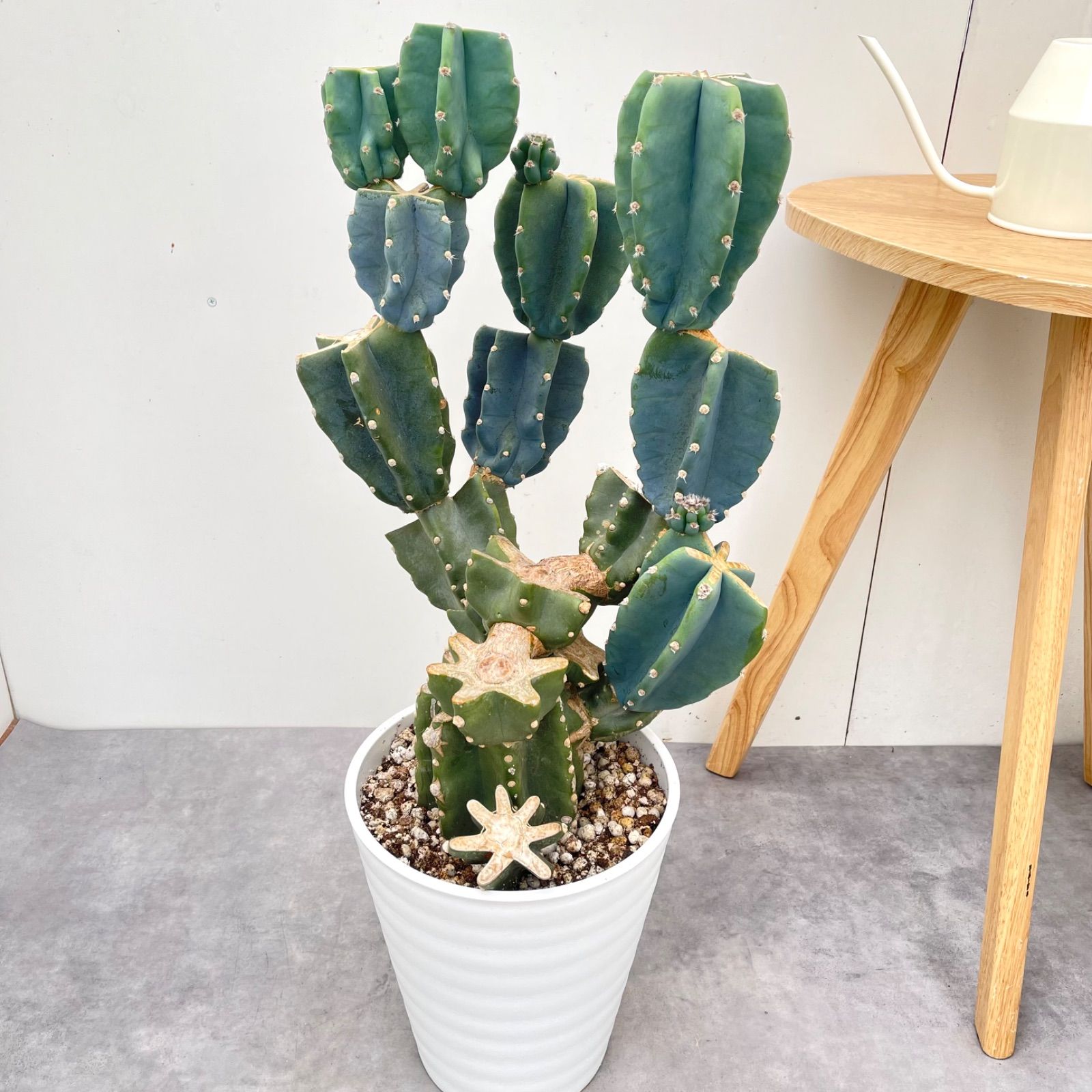 柱サボテン ブランチ 19【現品】観葉植物 室内 ドライガーデン 大型