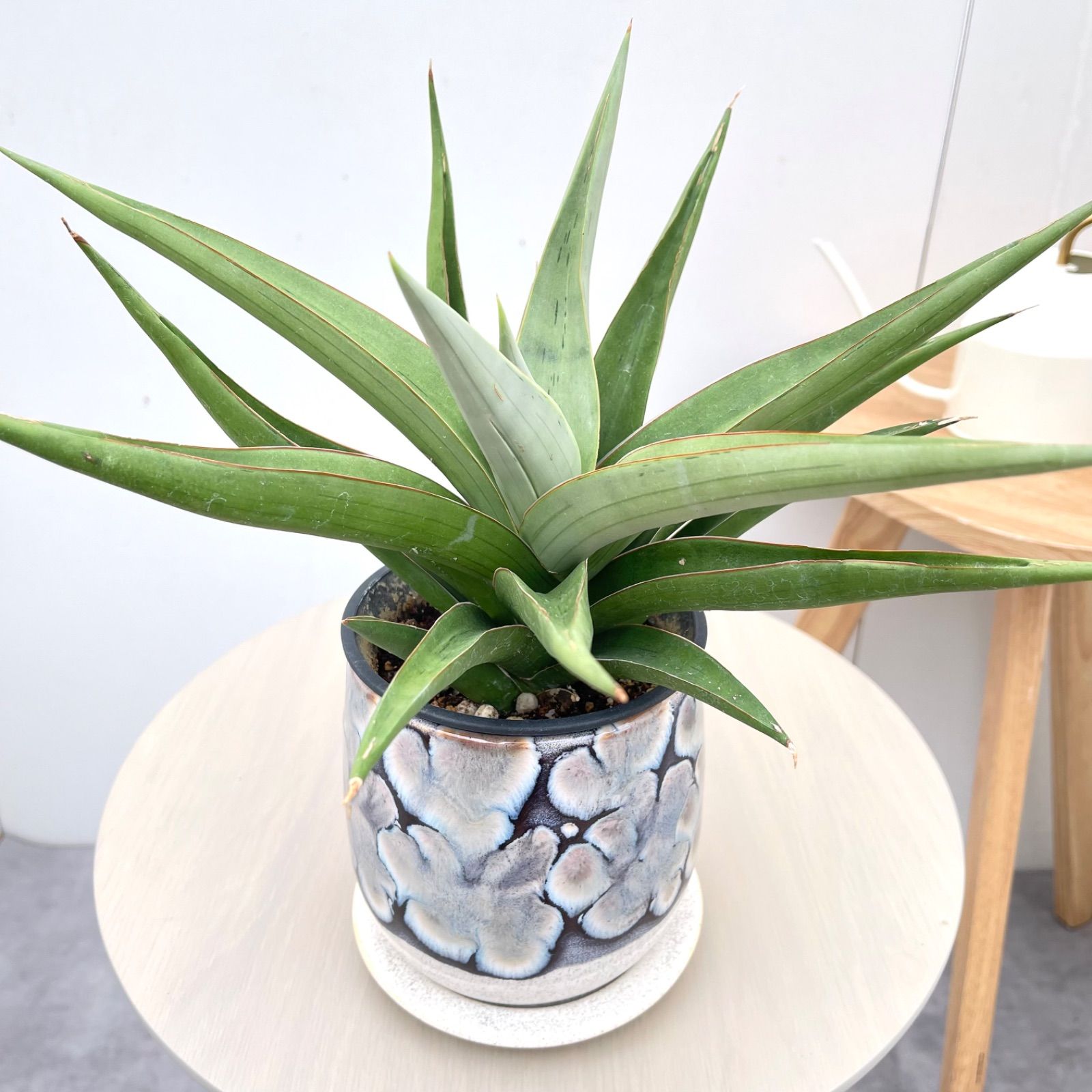サンスベリア　バイビット　陶器鉢【現品】☆希少☆ 観葉植物　室内