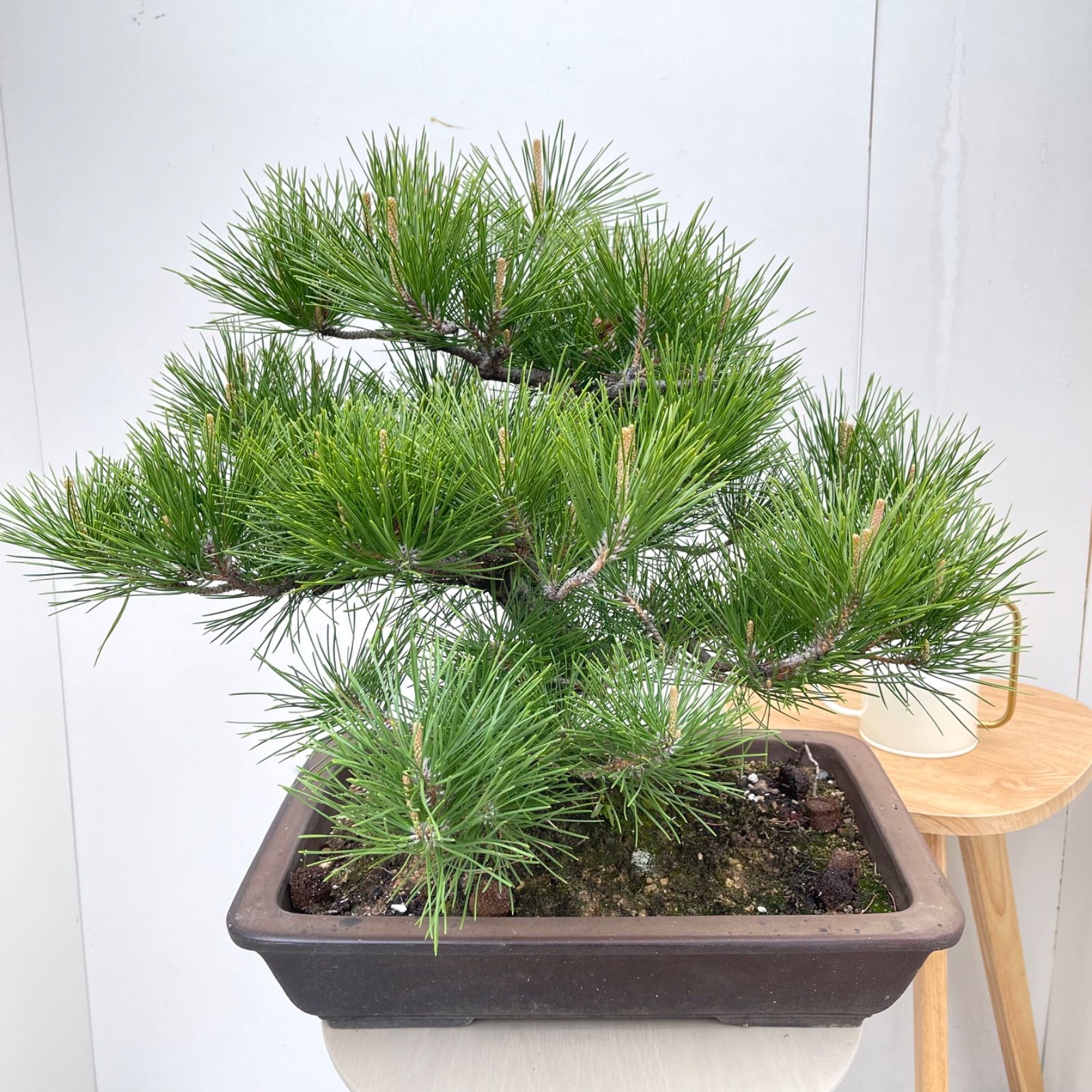 五葉松【現品】盆栽　屋外　陶器鉢