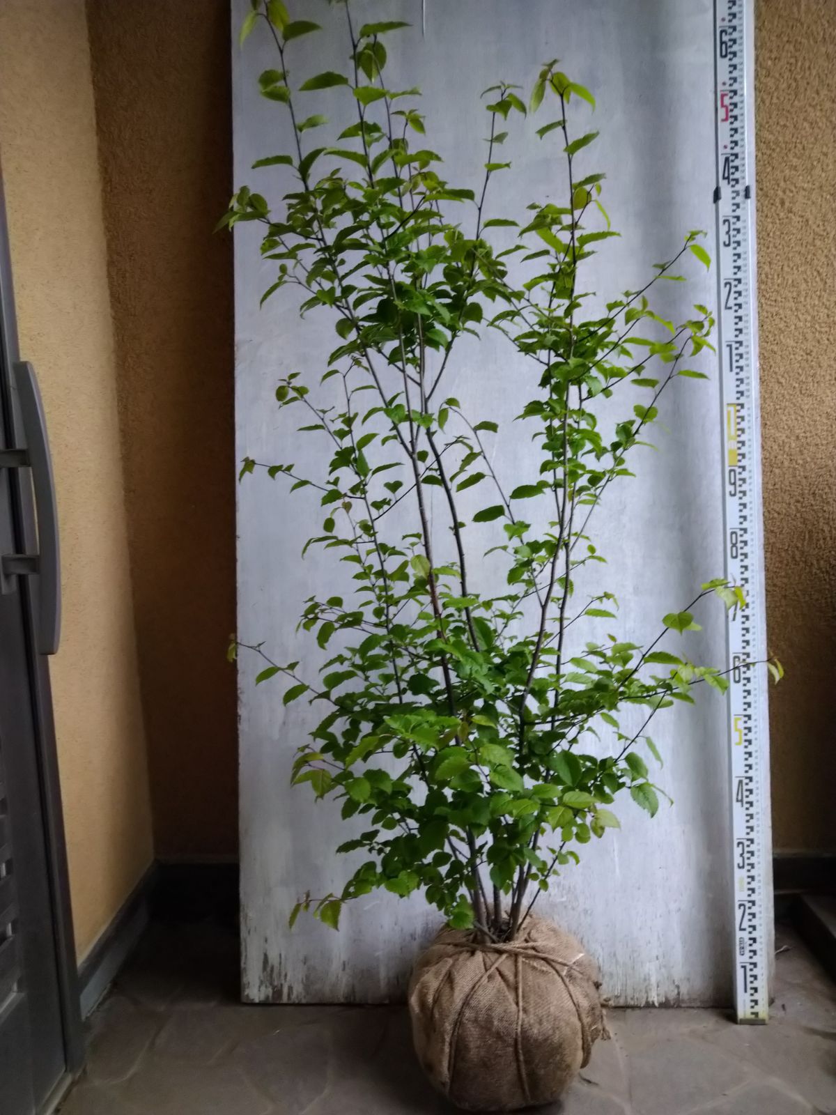 現品限りアオハダ株立ち