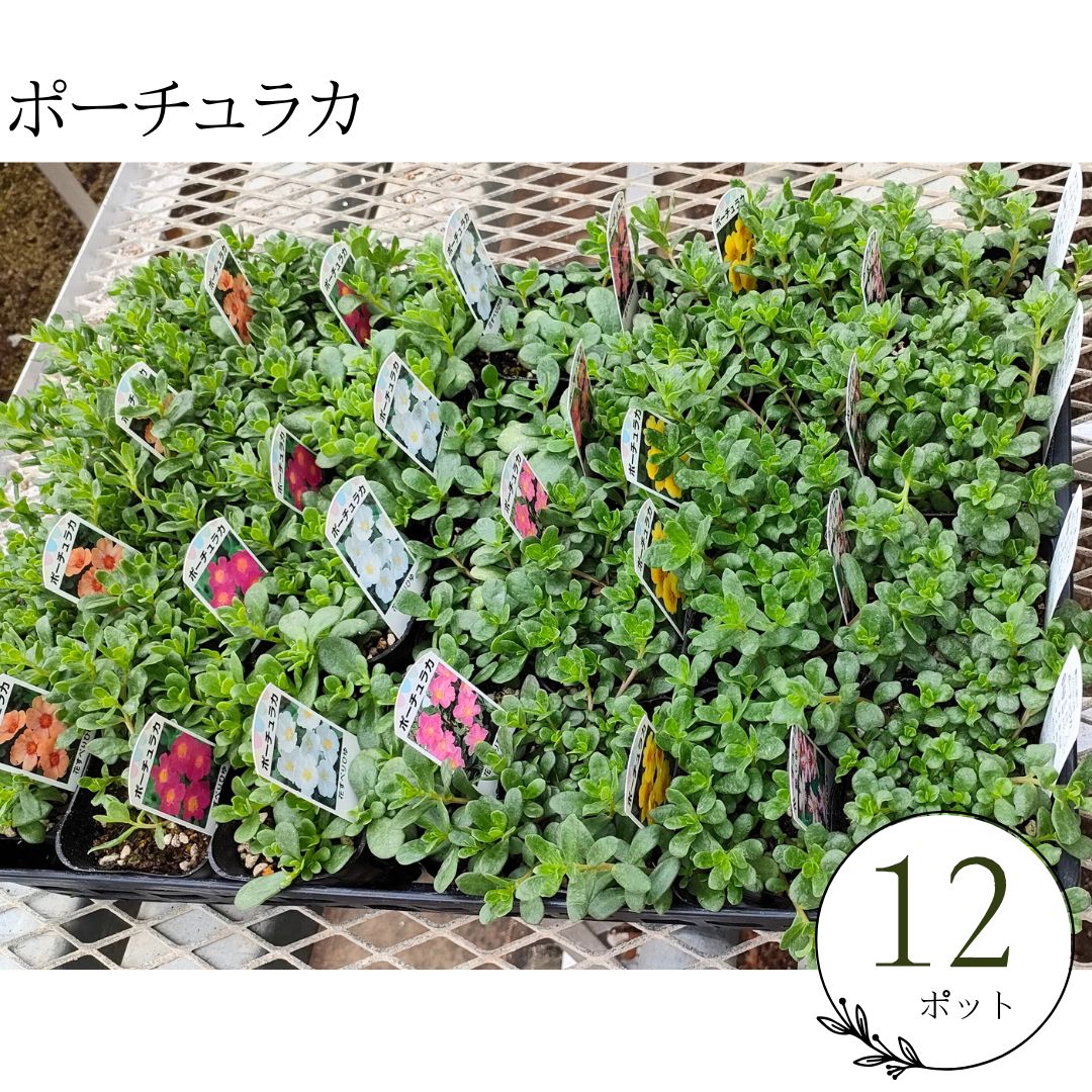 生産者直送♪【12ポットセット】 ポーチュラカ ミックス まとめ売り 