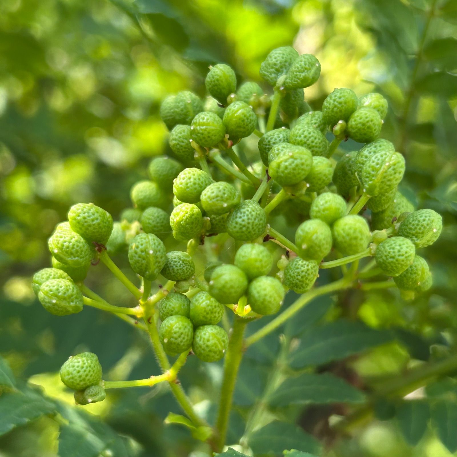 農家直送】朝倉山椒 実 2kg 無農薬 西播磨 つむぎ農園 - メルカリ
