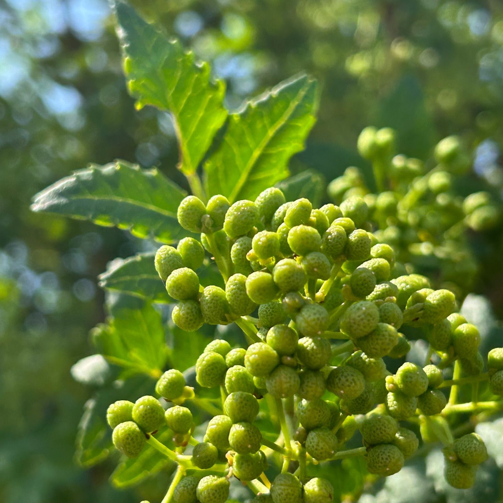 農家直送】朝倉山椒 実 2kg 無農薬 西播磨 つむぎ農園 - メルカリ
