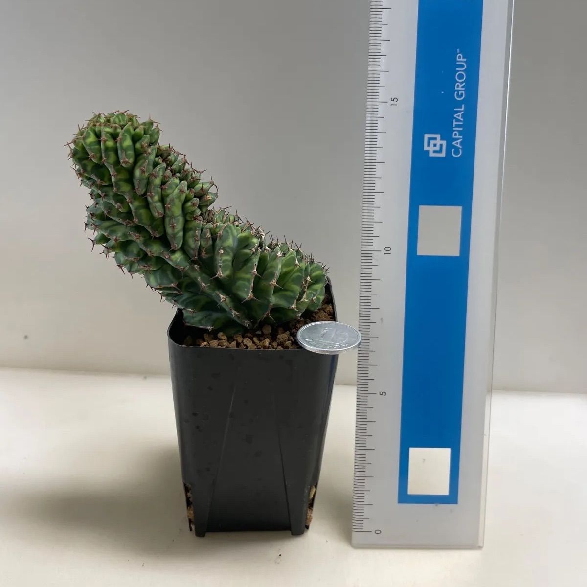 多肉植物 ユーフォルビア ブセウドカクタス(セッカ＊レア) 抜き苗