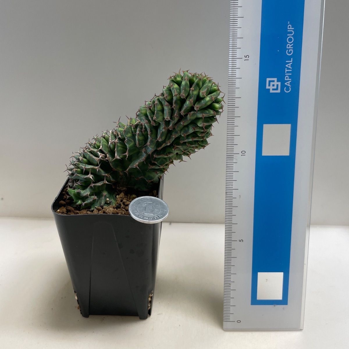多肉植物 ユーフォルビア ブセウドカクタス(セッカ＊レア) 抜き苗