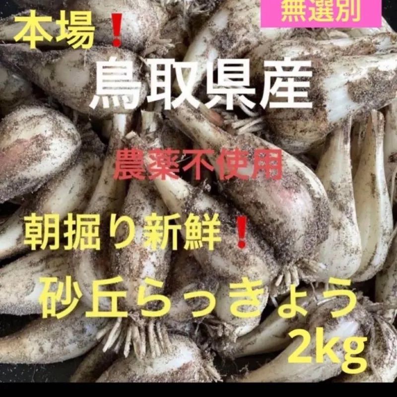 初物❗️鳥取県産 砂丘らっきょう らっきょう〘 7日午前中着〙 初物❗️鳥取県産 砂丘らっきょう - メルカリ