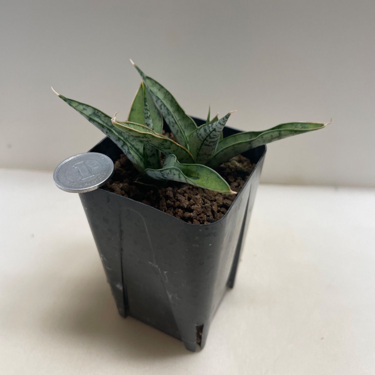 多肉植物 サンスベリア カシー(2本植え＊レア) 抜き苗 根付き - メルカリ
