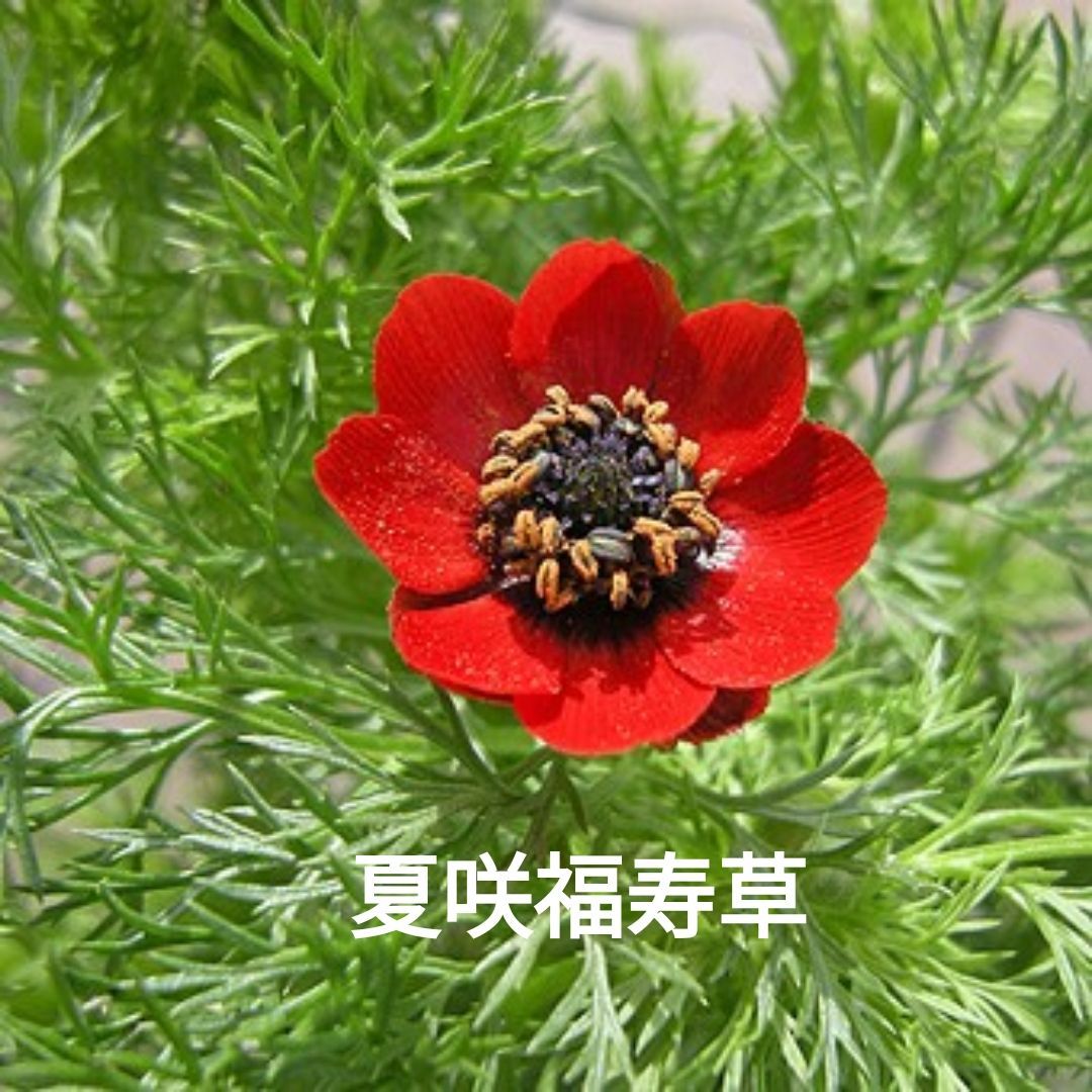 夏咲福寿草の種 夏咲福寿草の種 - メルカリ