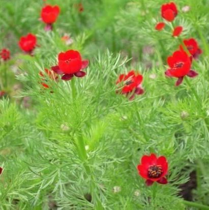 夏咲福寿草の種 - メルカリ