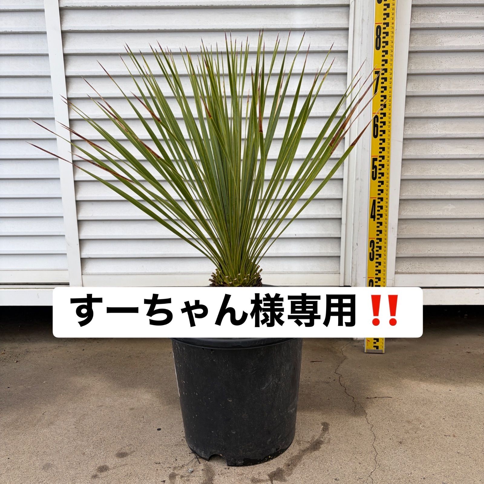 専用品‼️ユッカ ロストラータ 【②5/4】観葉植物 ドライガーデン　鉢付き
