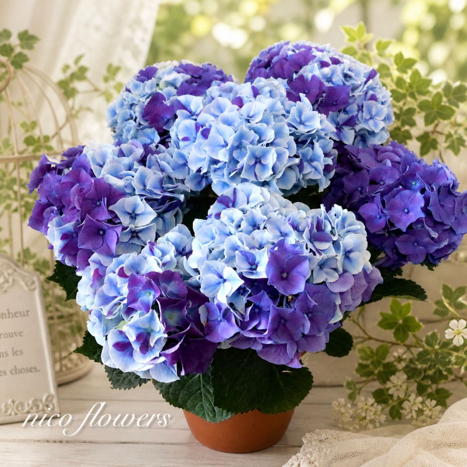 紫陽花♡ホットチリマーブル♡ブルー♡母の日♡