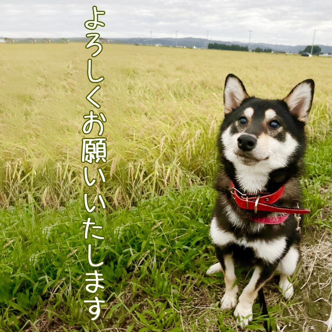令和7年宮城県登米市産ササニシキ玄米5kg精米無料 農家直送 色彩選別