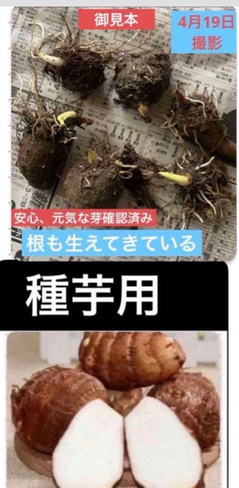 失敗なし、安心芽出し、岐阜県産、自然栽培 農薬や化学肥料や除草剤未使用 ●里芋の種芋　　 ■3個、700円 ■5個、898円 ■10個.1796円