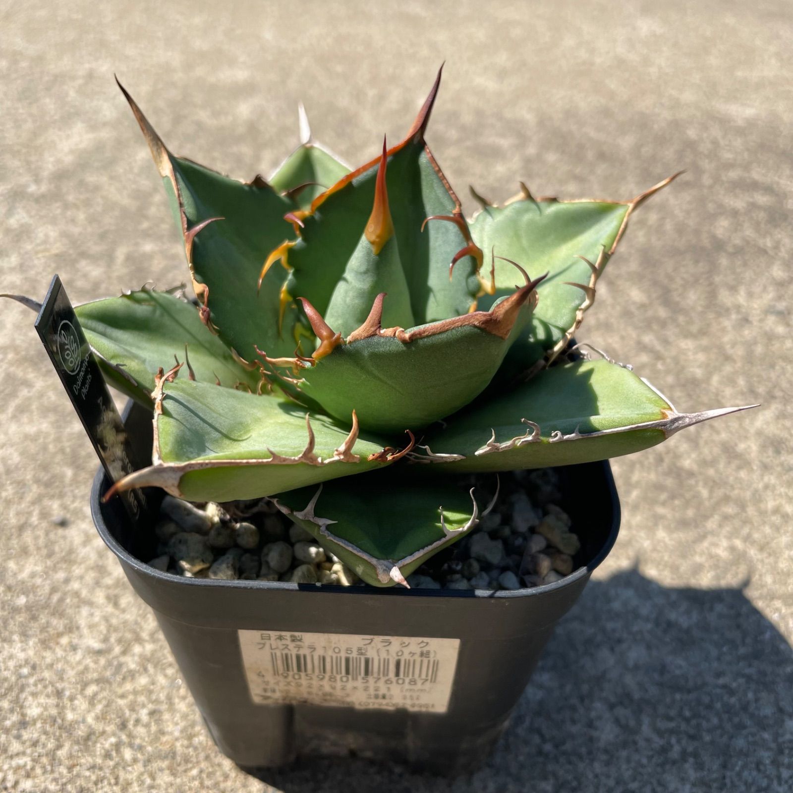 DP79 アガベオテロイ実生 agave otroi seeding - メルカリ