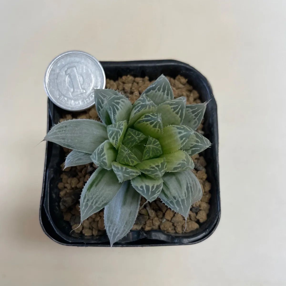 多肉植物 ハオルチア アイススプラウト 抜き苗 根付き - メルカリ