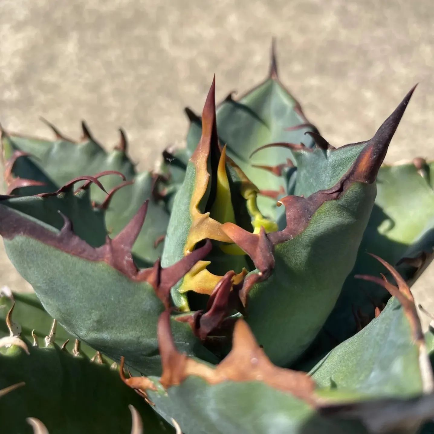 DP78 アガベオテロイ実生強棘 agave otroi seeding - メルカリ