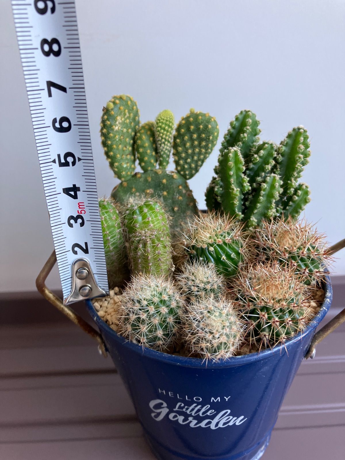 ミニサボテン 寄せ植え - メルカリ