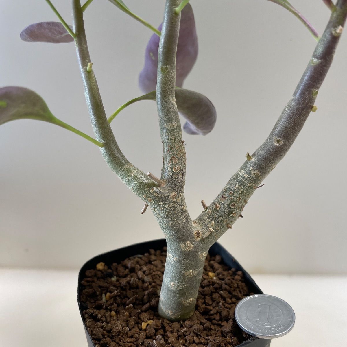 多肉植物 コーデックス オトンナ レトロフラクタ(レア) 抜き苗 根付き
