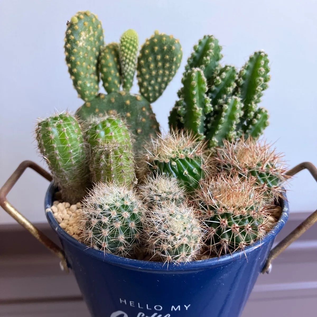 ミニサボテン 寄せ植え - メルカリ