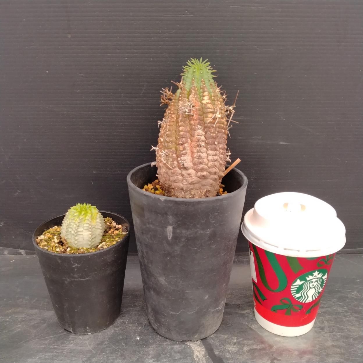 B025 「イベント品」ステリスピナ・バリダ斑入り 鉢植え2株セット【発根未確認・多肉植物・塊根植物・Euphorbia】