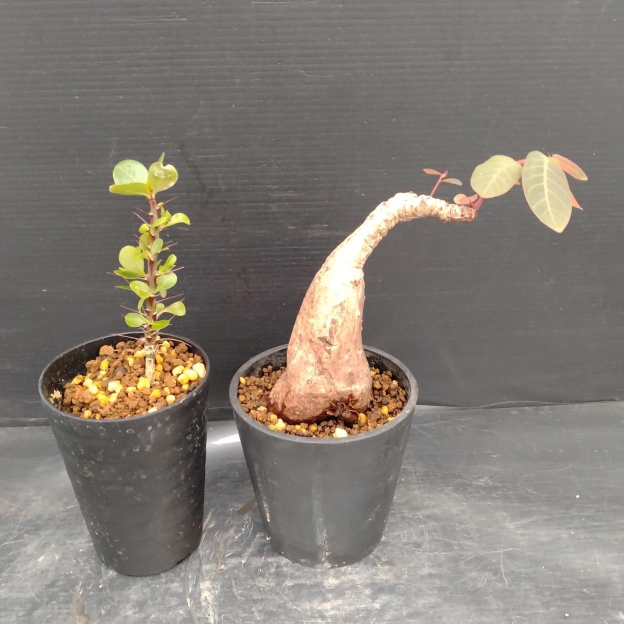 B027 「イベント品」ミラビリス・ファシクラータ　鉢植え2株セット【発根未確認・多肉植物・塊根植物・Fouquieria・Phyllanthus】
