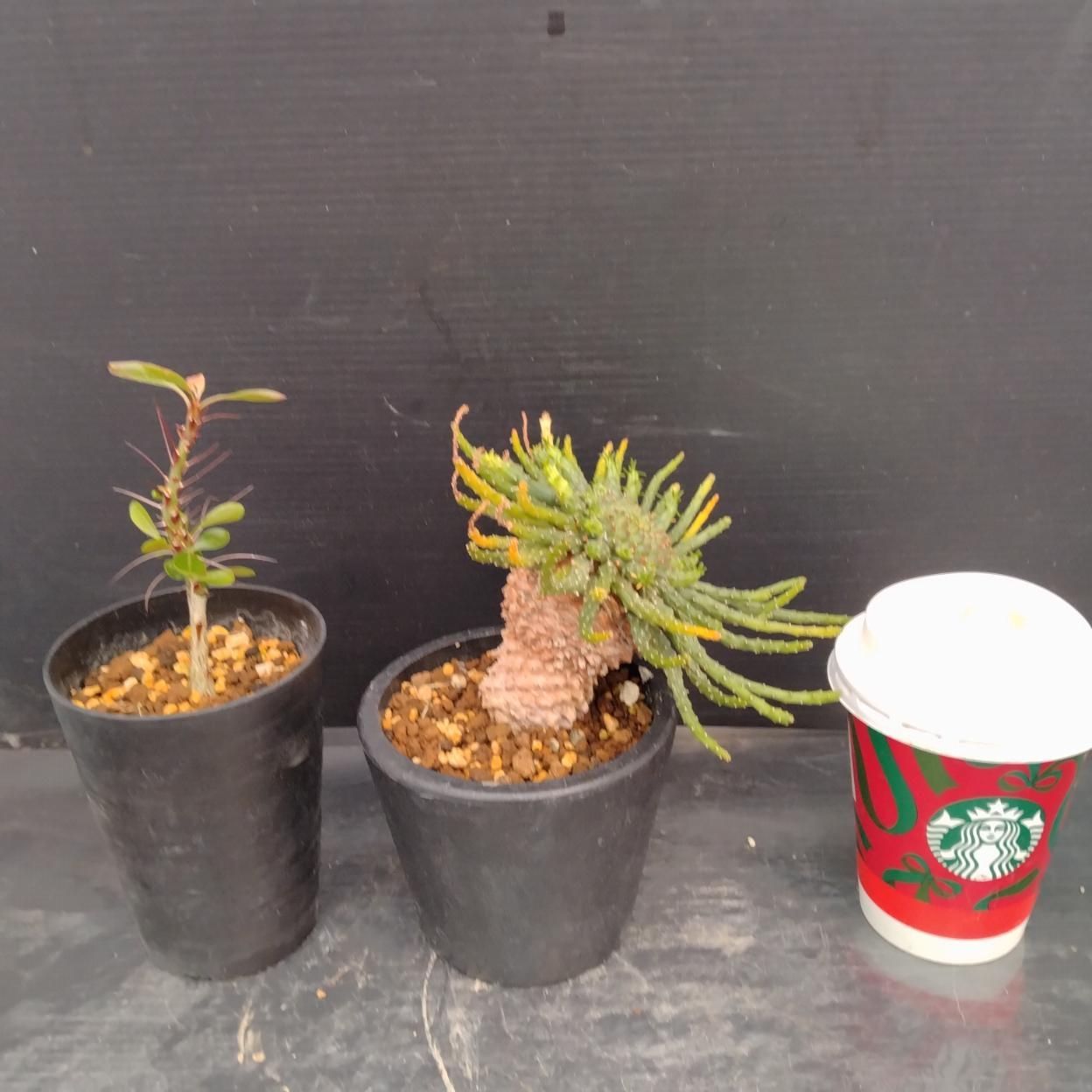 B028 「イベント品」ゴルゴニス・ファシクラータ　鉢植え2株セット【発根未確認・多肉植物・塊根植物・Fouquieria・Euphorbia】