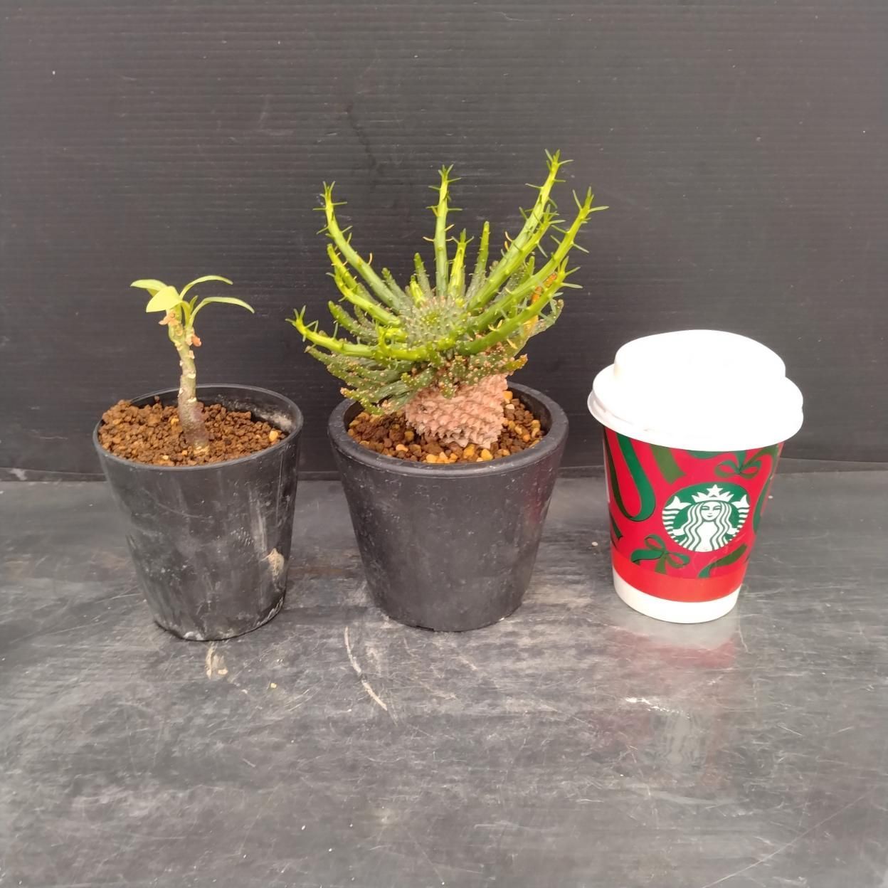 B030 「イベント品」ゴルゴニス・ペチュエリ実生　鉢植え2株セット【発根未確認・多肉植物・塊根植物・adenia・Euphorbia】