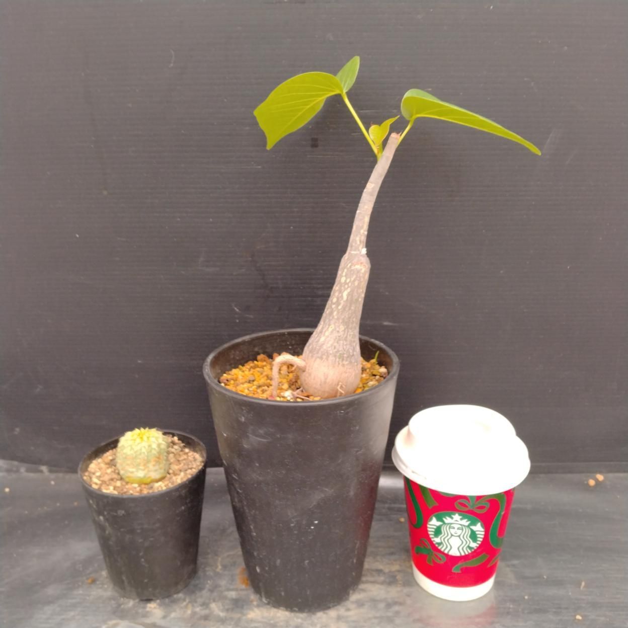 B070 「イベント品」ボンバックス・バリダ斑入り　鉢植え2株セット【発根未確認・多肉植物・塊根植物・Euphorbia】