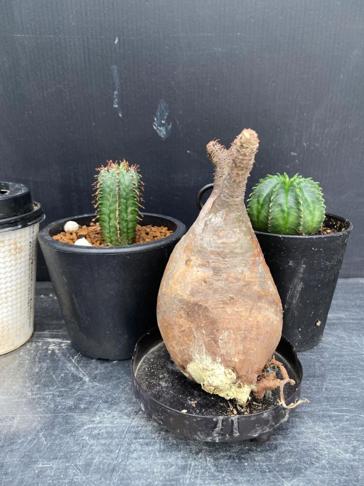 B519 「イベント品」グラキリス・ホリダ・バリダ　抜き苗・鉢植え3株セット【発根未確認・多肉植物・塊根植物・Pachypodium・Euphorbia】