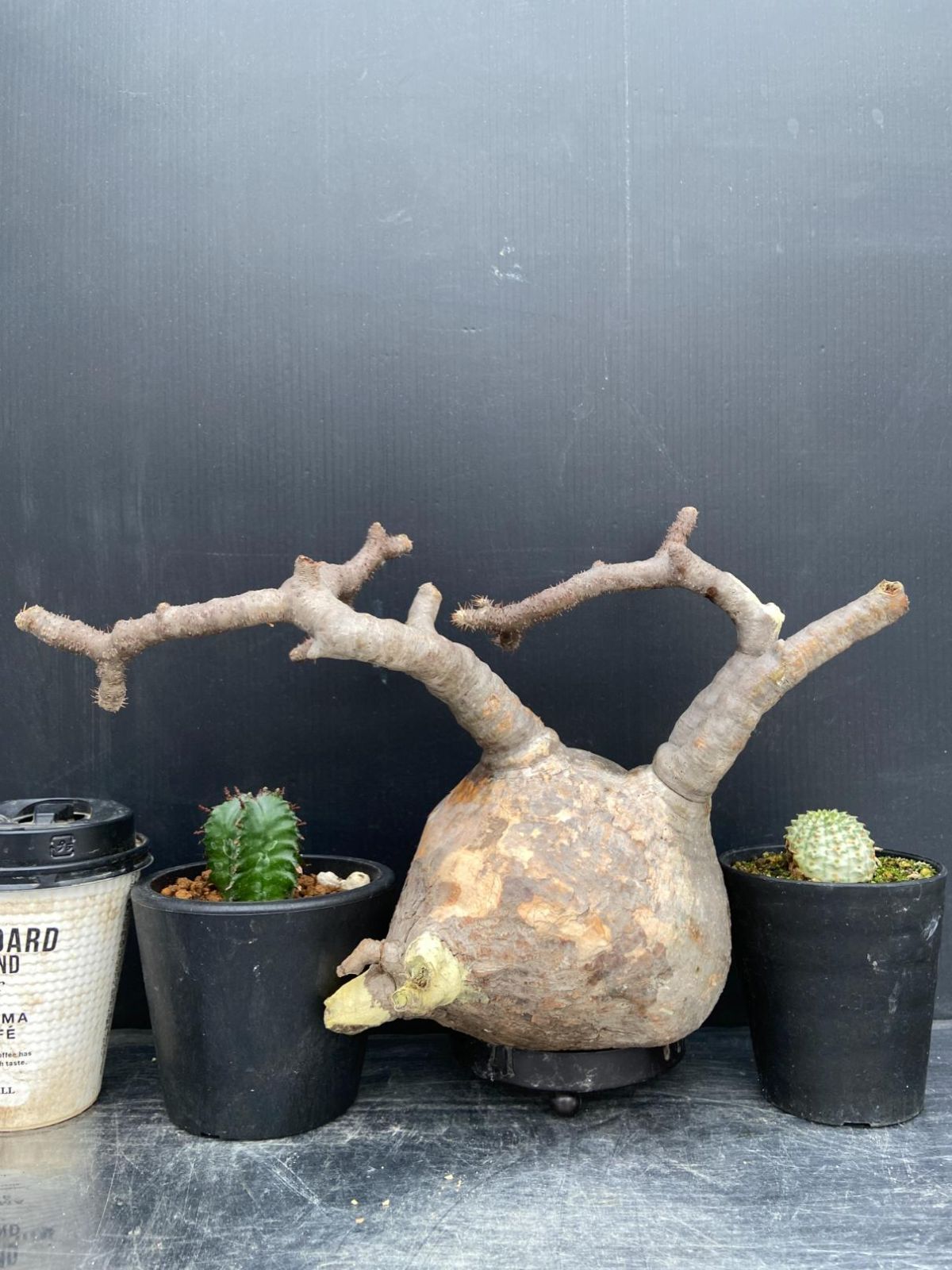 B520 「イベント品」グラキリスM・バリダ斑入り・ホリダ　抜き苗・鉢植え3株セット【発根未確認・多肉植物・塊根植物・Pachypodium・Euphorbia】