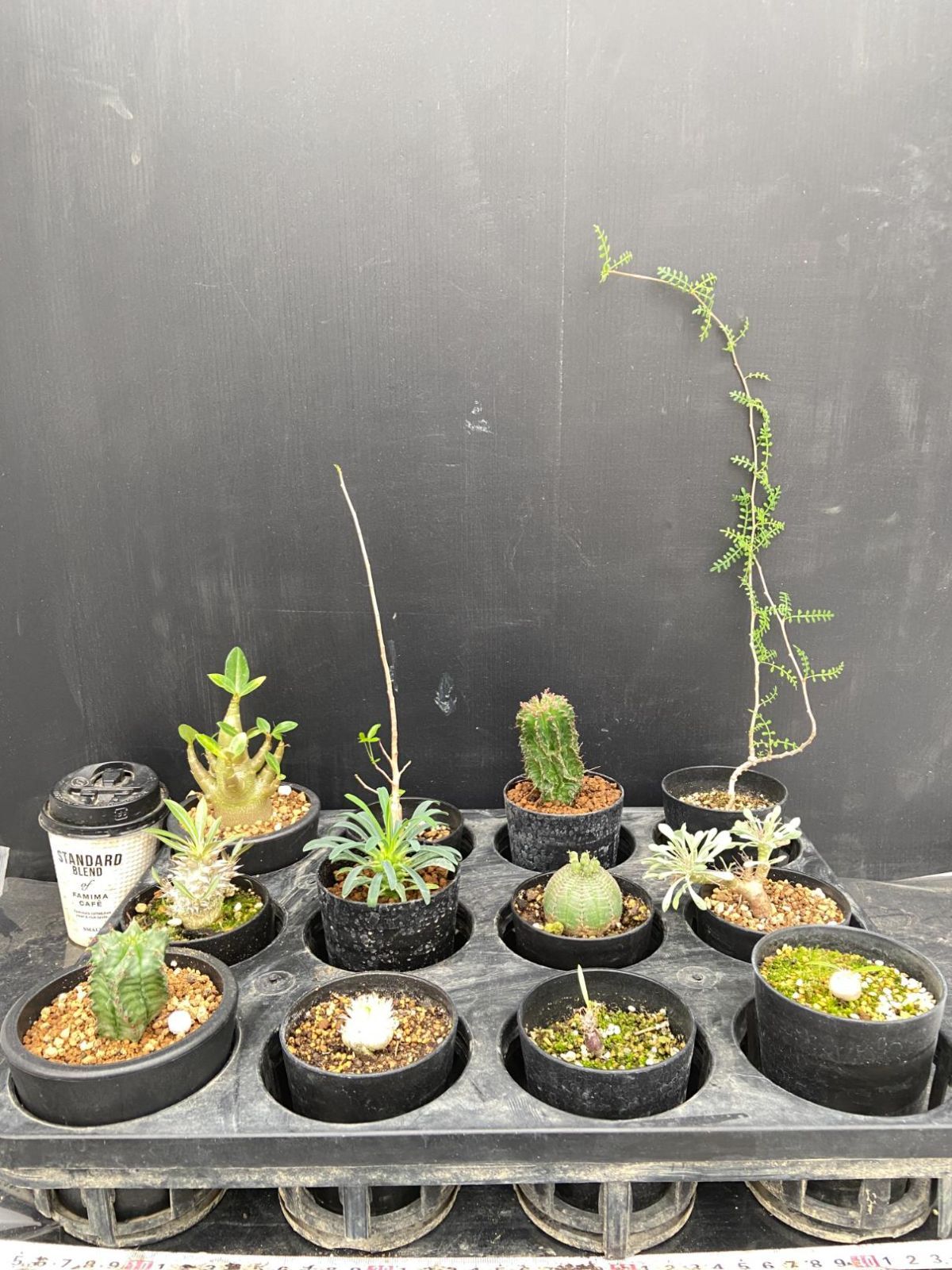 B521 「イベント品」鉢植え各種12株セット【発根未確認・塊根植物・多肉植物・オペルクリカリア・パキポディウム・ユーフォルビアなど】 4,440円