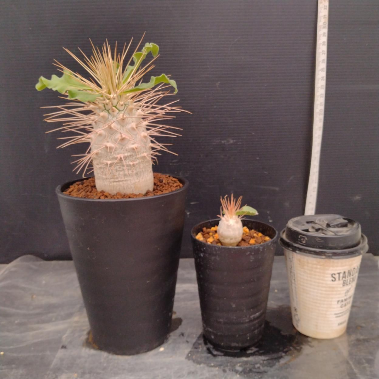 B274 「イベント品」ナマクアナム接ぎ木・ナマクアナム実生　鉢植え2株セット【発根未確認・多肉植物・塊根植物・Pachypodium】 9,000円