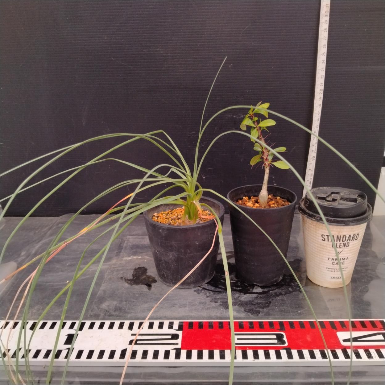 B280 「イベント品」フーケリー・コルムナリス　鉢植え2株セット【発根未確認・多肉植物・塊根植物・Calibanus ・Fouquieria】