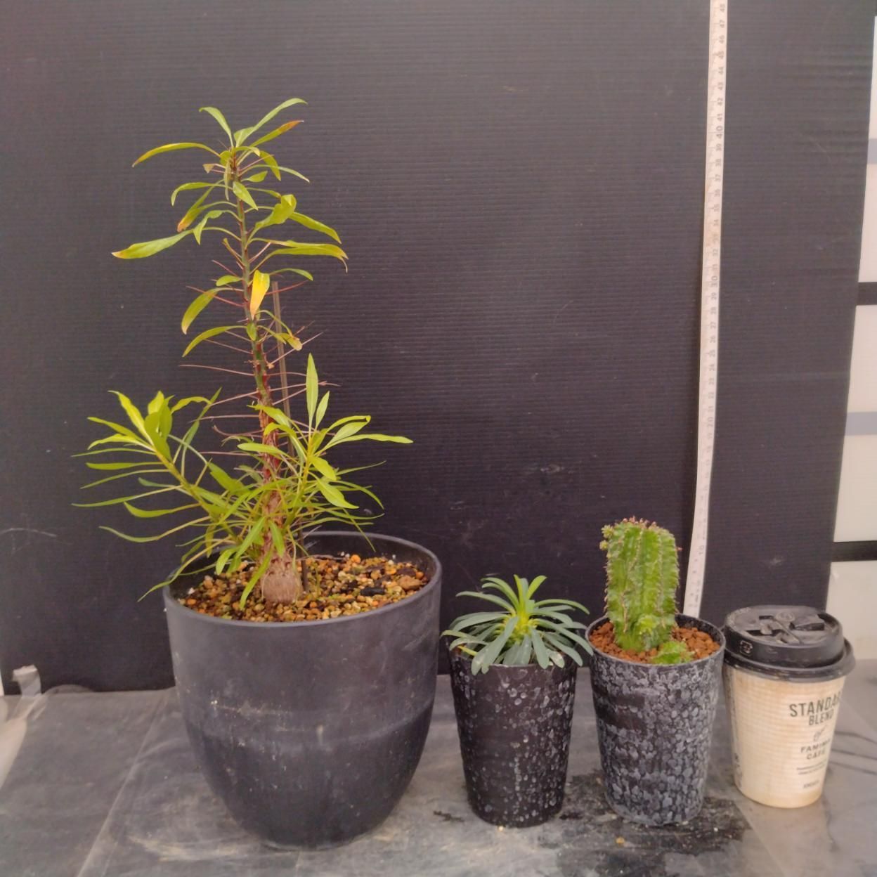 B305 「イベント品」プルプシー・ポリゴナ・プビグランス　鉢植え3株セット【発根未確認・多肉植物・塊根植物・Fouquieria ・Euphorbia・Pachypodium】