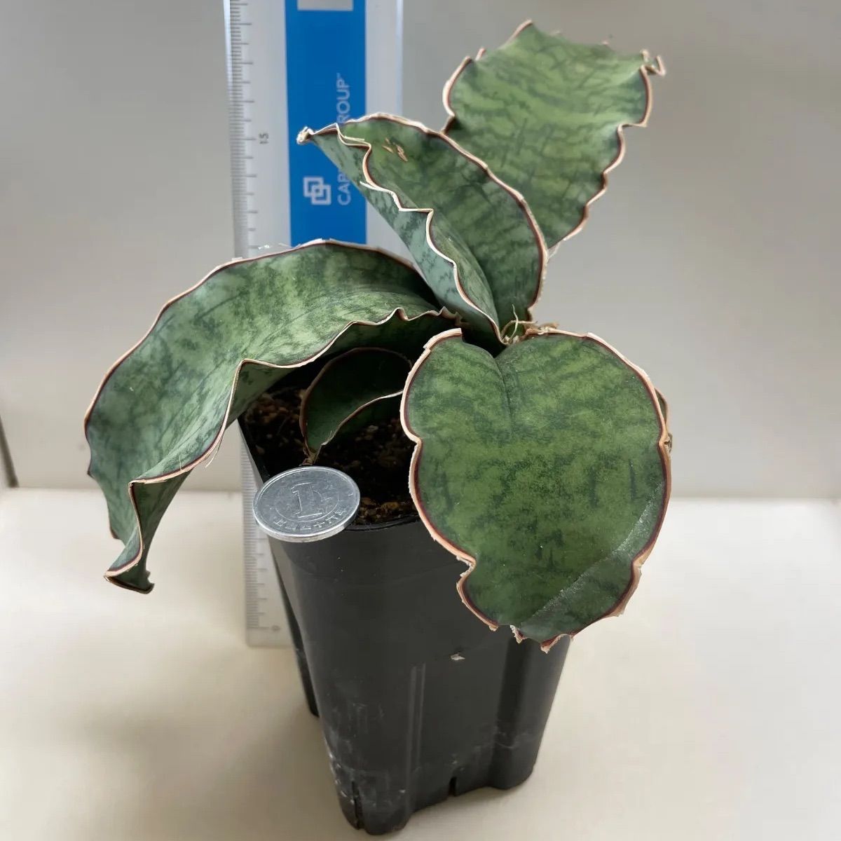 多肉植物 サンスベリア キルキーシルバーブルー①(大＊レア) 抜き苗