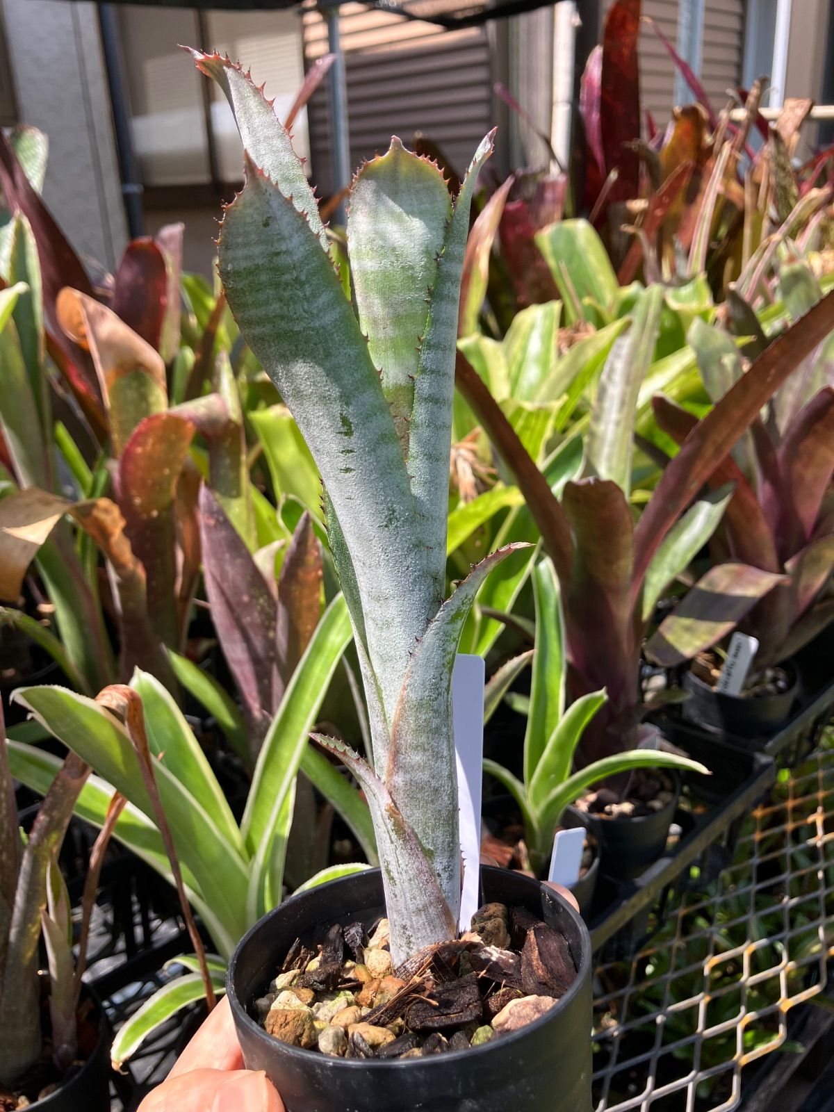 ビルベルギア ビッタータ Billbergia vittata キンクマ農園☆B0029 - メルカリ