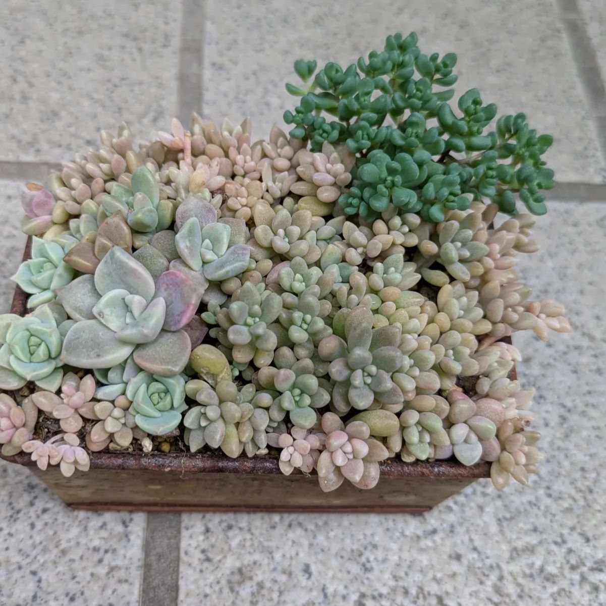 多肉植物 抜き苗 姫秋麗他寄せ植えセット10×7 - メルカリ