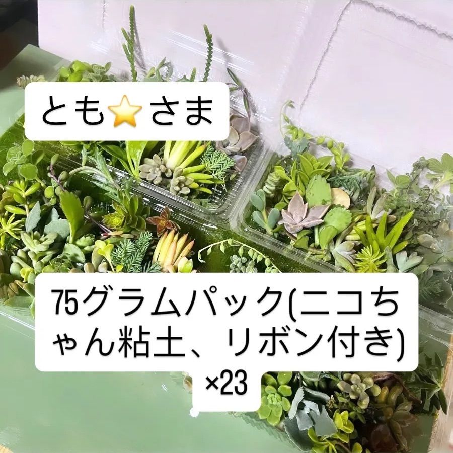 ヴァレンティノ トーション ライトアイボリー37