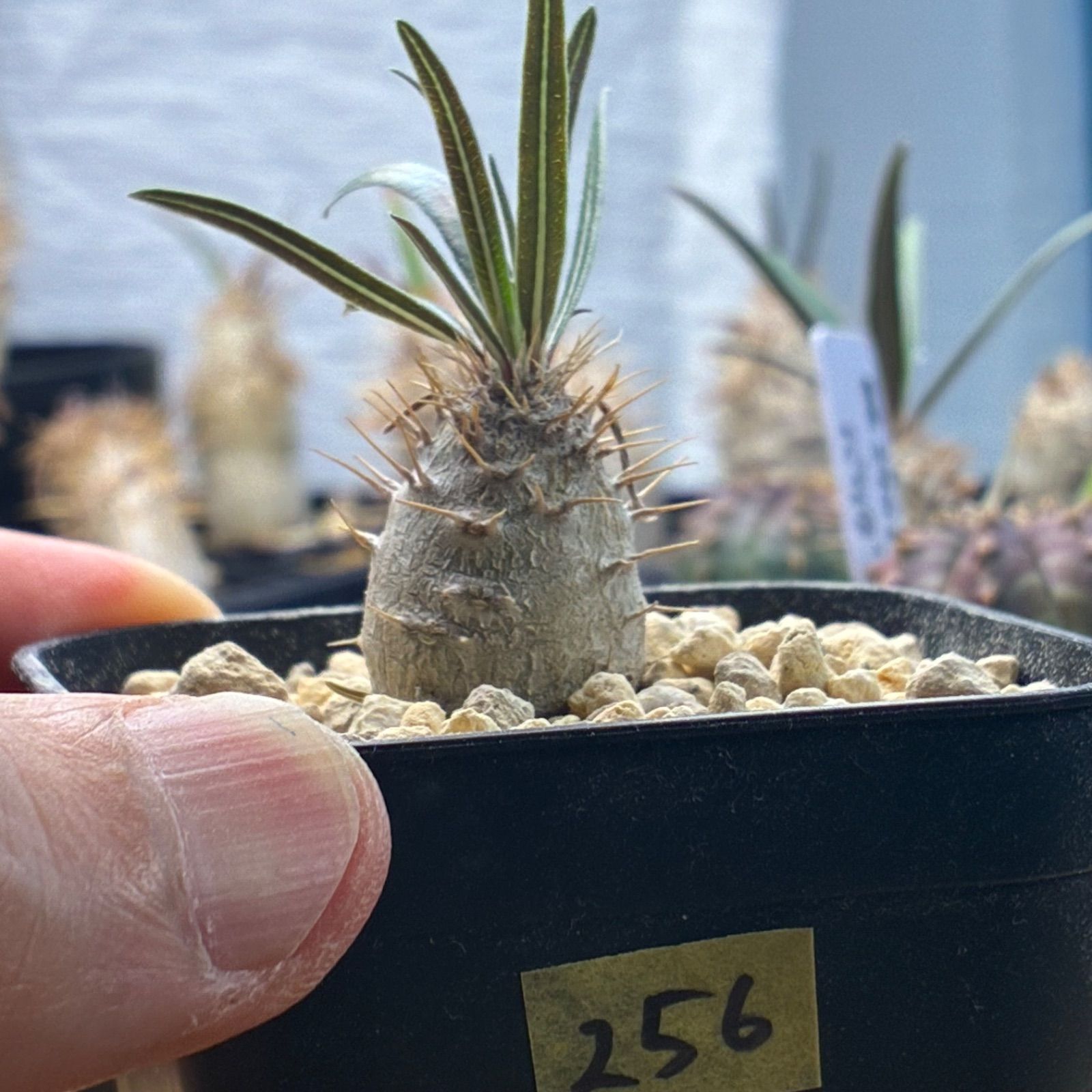 パキポディウム グラキリス 発根済 現地株 塊根植物　D.I.P鉢　最終値下げ‼️ 発根済】【現地球】パキポディウム グラキリス | BRIDGE GARDEN