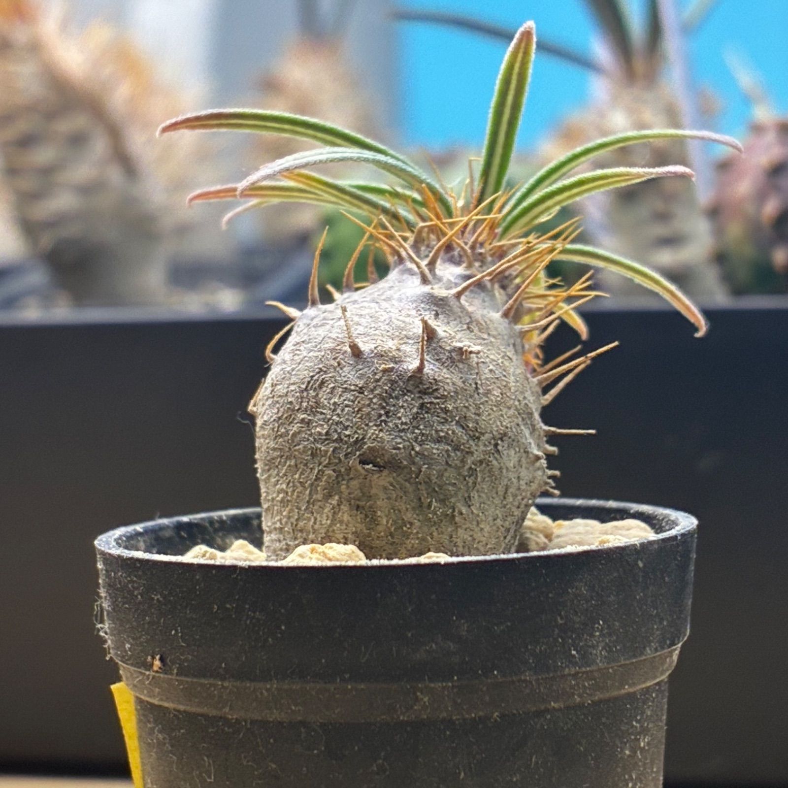 塊根植物】パキポディウム グラキリス 鉢ごと発送 送料無料 #258