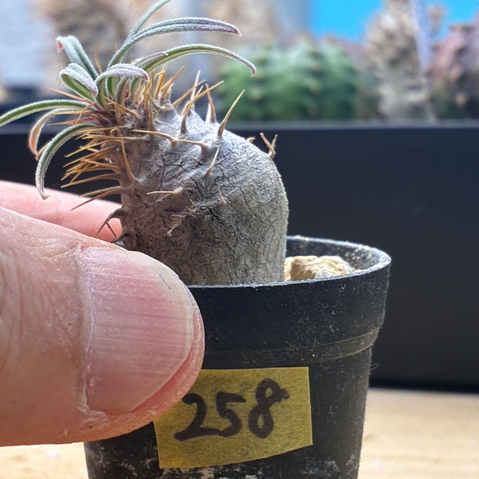 塊根植物】パキポディウム グラキリス 鉢ごと発送 送料無料 #258