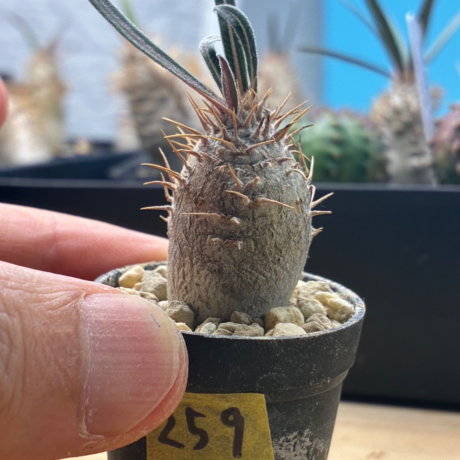 塊根植物】パキポディウム グラキリス 鉢ごと発送 送料無料 #259