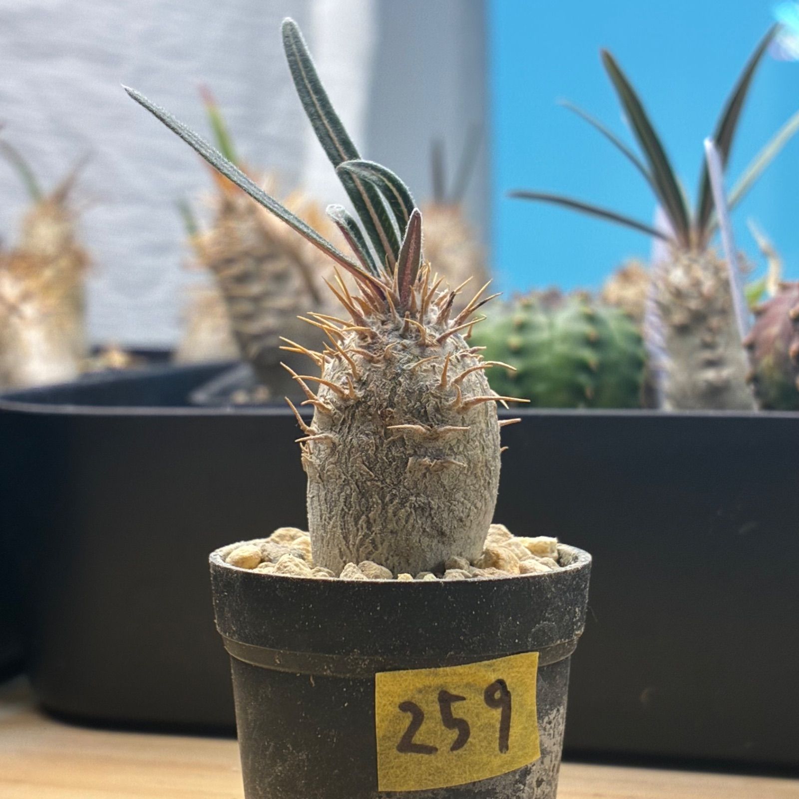 塊根植物】パキポディウム グラキリス 鉢ごと発送 送料無料 #259
