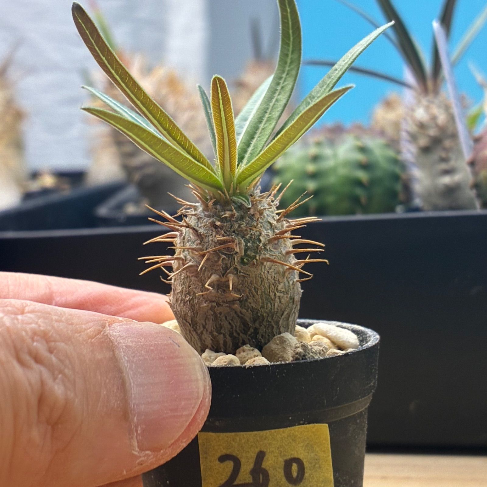 塊根植物】パキポディウム グラキリス 鉢ごと発送 送料無料 #260