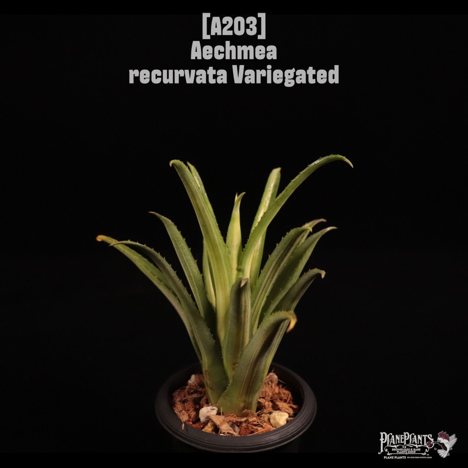 Aechmea recurvata Variegated〔エクメア〕A203 /@planeplants