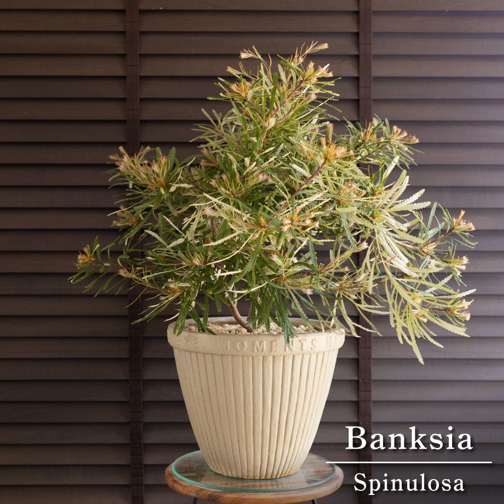 バンクシア スピヌローサ 10号 陶器鉢 ヘアピン Banksia Spinulosa オージープランツ 0505GG