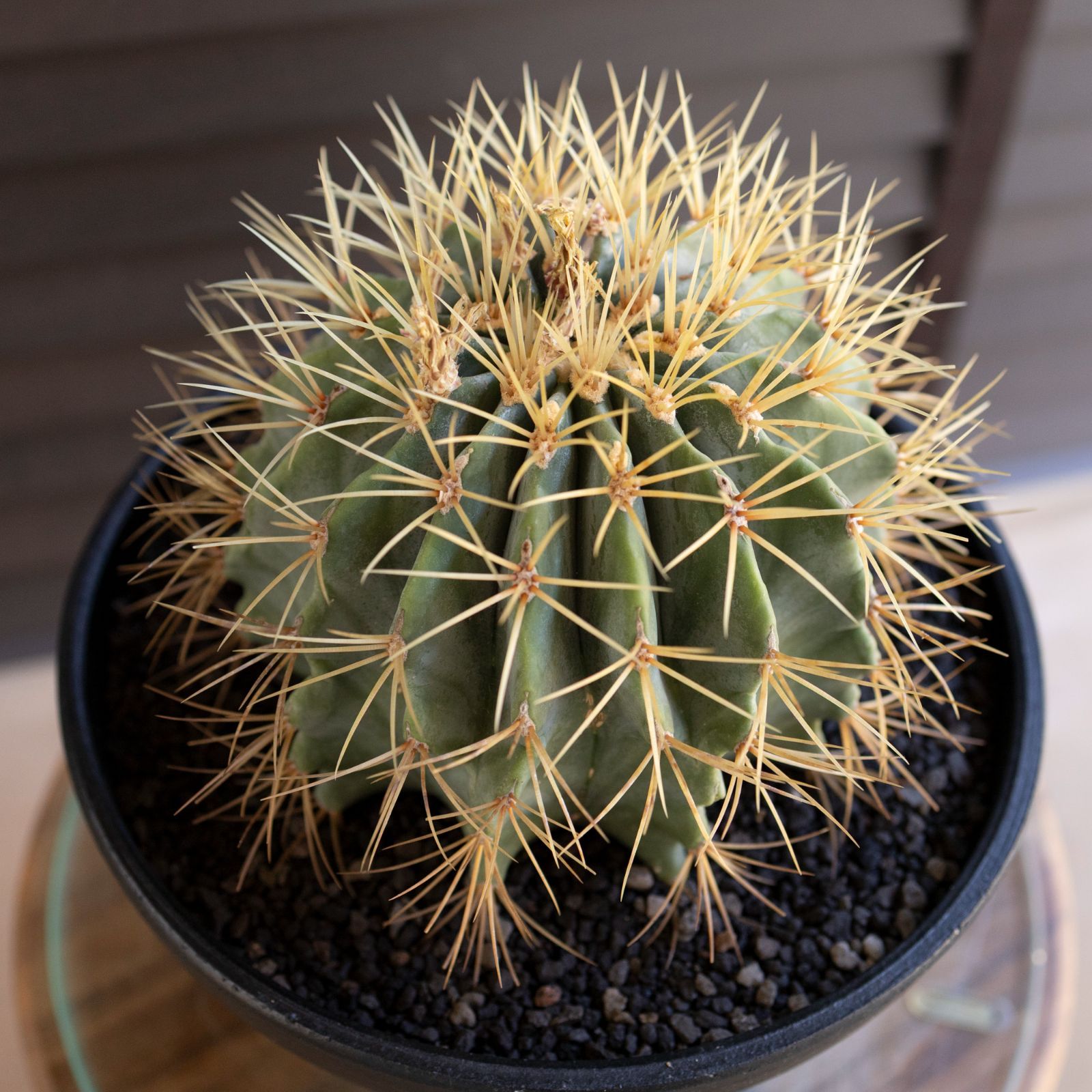 発根済】24cm 王冠竜 フェロカクタス ブルーバレルカクタス サボテン 8