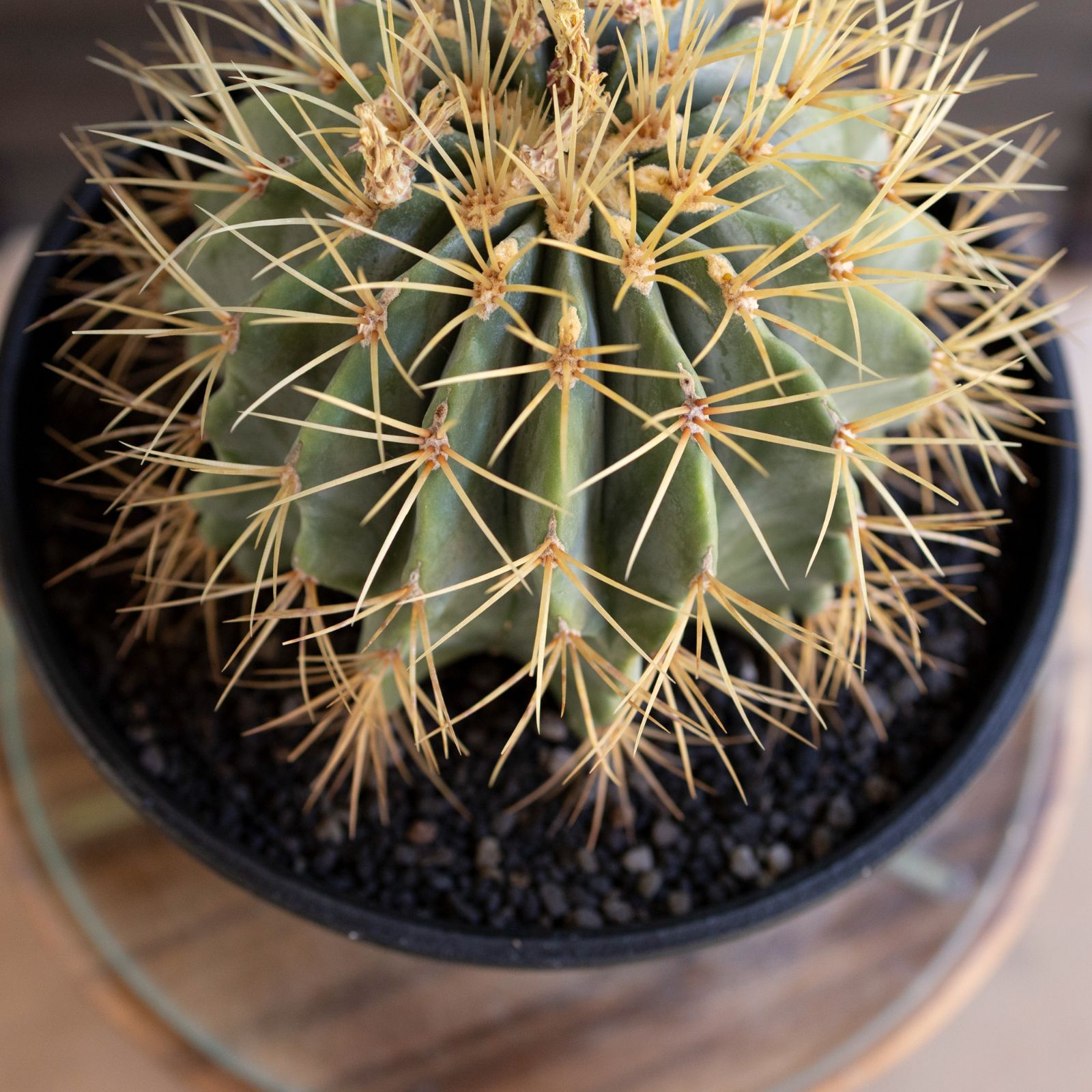 発根済】24cm 王冠竜 フェロカクタス ブルーバレルカクタス サボテン 8
